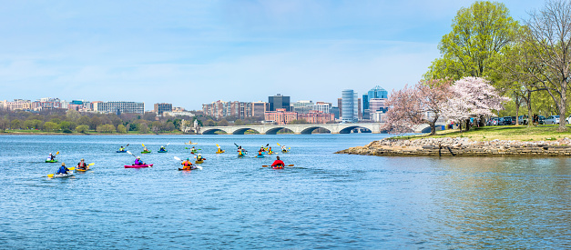 The skyline of Arlington, Virginia, looking north on the Potomac River during the peak of the cherry blossom season.  Kayakers make their way upstream on the river in multi-colored boats using double blade paddles.