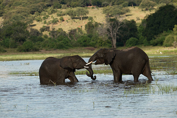 Two elephants greet each other Chobe river Botswana stock photo