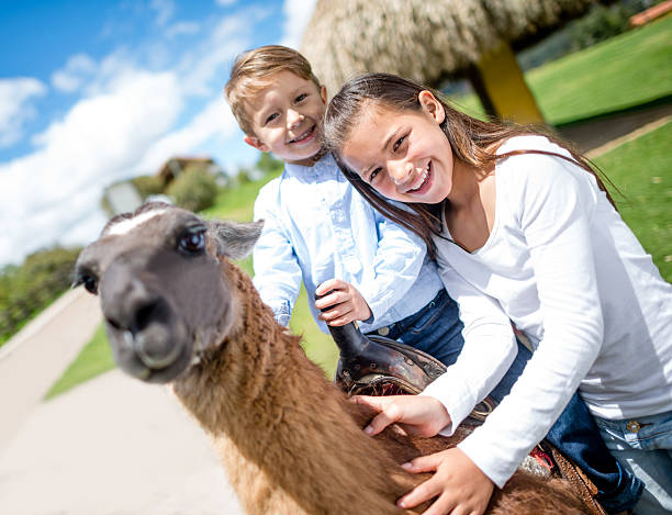 crianças montar uma lhama - zoo child llama animal - fotografias e filmes do acervo