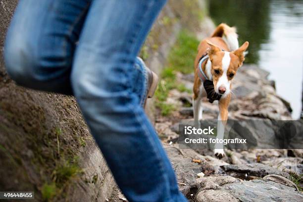 Cane Piccolo Viene Eseguito Dietro Le Gambe In Jeans - Fotografie stock e altre immagini di Abbigliamento casual