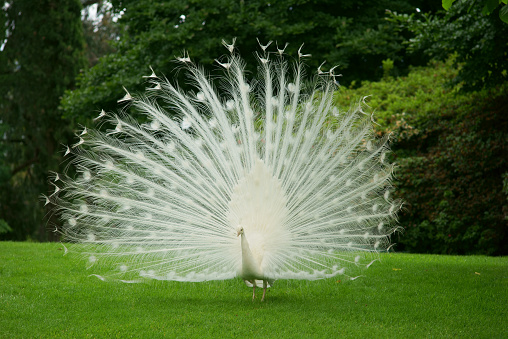 White peacock on a grass.