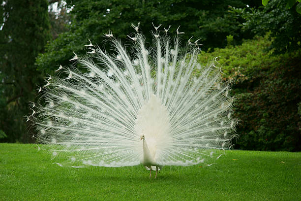 White Peacock Stock Photos, Pictures & Royalty-Free Images - iStock
