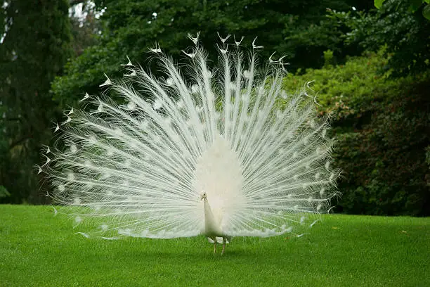 Photo of White Peacock