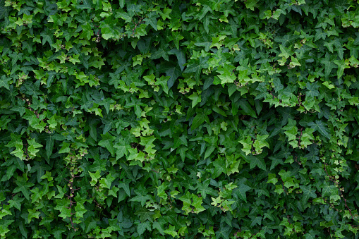 Green ivy leaves background.