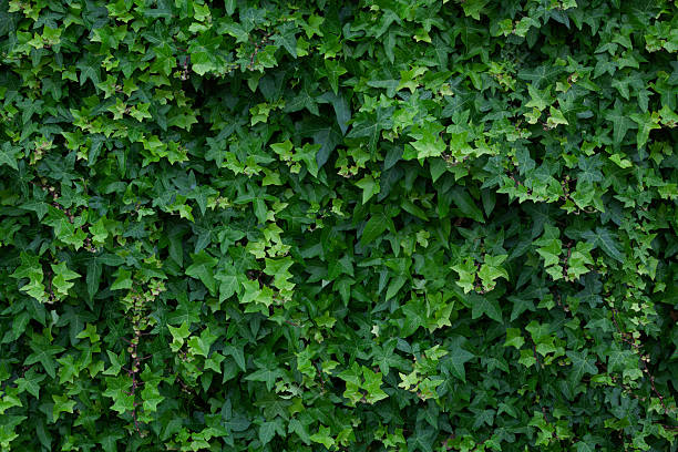 Green leaves background Green ivy leaves background. ivy leaf stock pictures, royalty-free photos & images