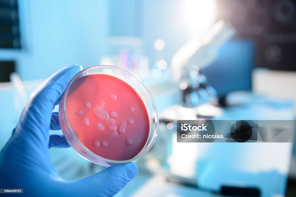 Mikrobiologischer Kultur - Lizenzfrei Bakterie Stock-Foto
