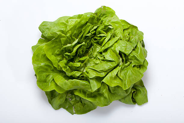 istock Fresh green Lettuce salad 496449971