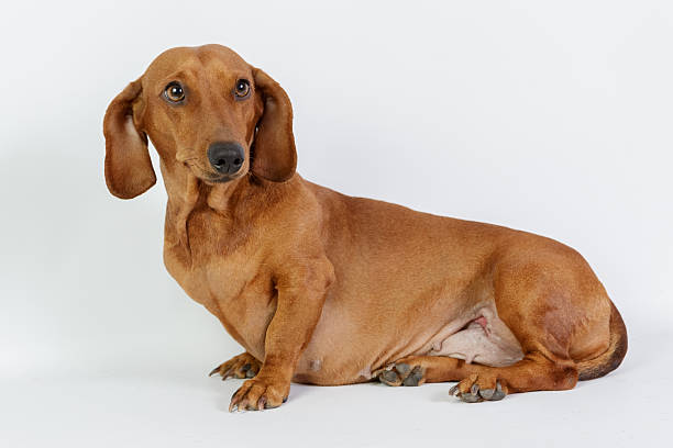 funny dachshund - dachshund dog sadness sitting fotografías e imágenes de stock