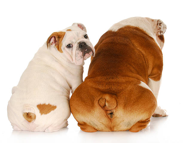 istock two english bulldogs 496450339