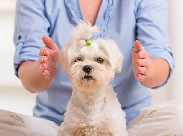 frau üben reiki therapie - alternative therapy fotos stock-fotos und bilder