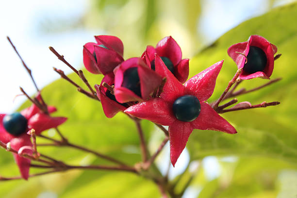istock Clerodendrum Tricotomum 496472037