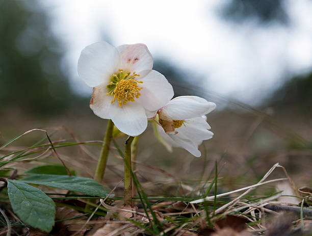 nieswurz - hellebore christmasrose stamen plant 뉴스 사진 이��미지