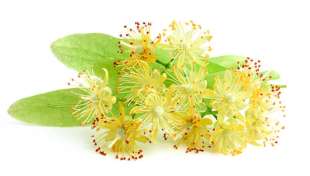 istock Linden flowers closeup. 496472855
