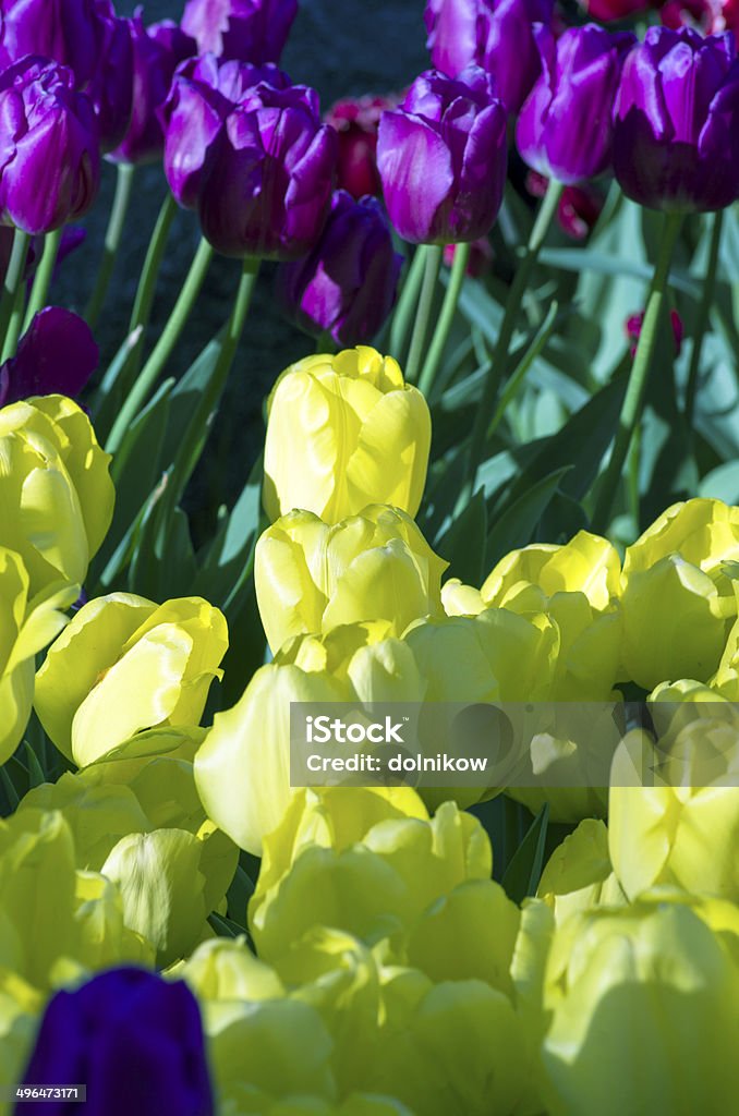 Spring background with tulips Anniversary Stock Photo