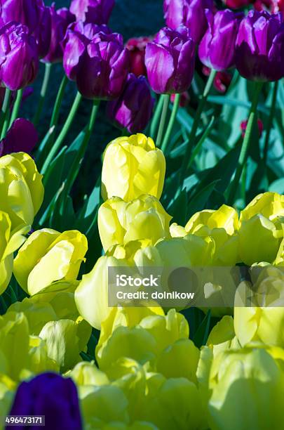 Spring Background With Tulips Stock Photo - Download Image Now - Anniversary, Arrangement, Backgrounds