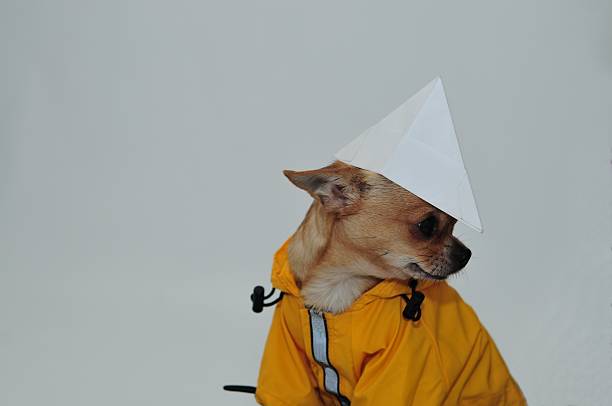 chihuahua tiene un gabardina - regenwetter fotografías e imágenes de stock