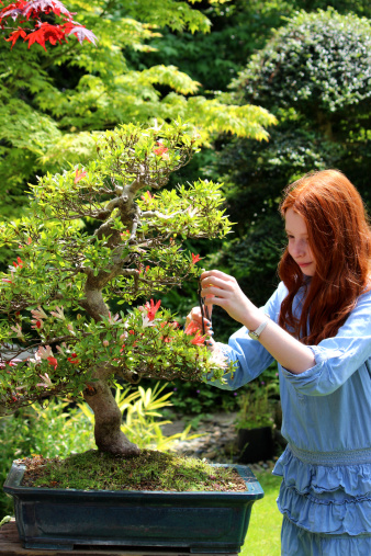 Photo of a young girl pruning and old twisted, gnarled bonsai tree, which is flowering and starting to become a little overgrown.  This particular bonsai is Japanese in origin and is a Satsuki azalea, with different coloured red and white flowers.