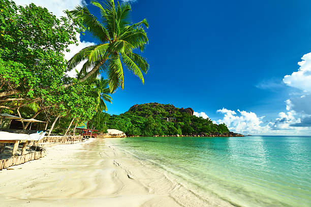 istock Beautiful beach with palm tree at Seychelles 496473827