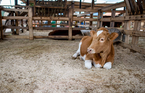 Calf asleep in the hay.