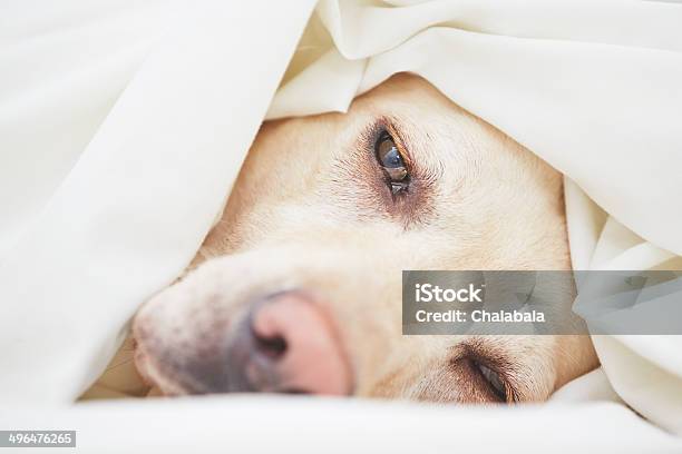 Dog In Bed Stock Photo - Download Image Now - Dog, Illness, Sadness