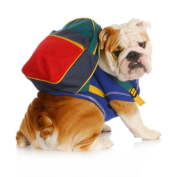 โรงเรียนเชื่อฟังสุนัข - satchel bag ภาพสต็อก ภาพถ่ายและรูปภาพปลอดค่าลิขสิทธิ์