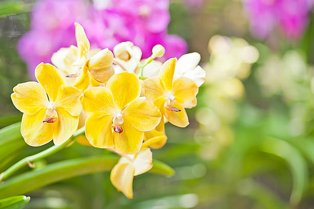 orquídea amarela - bud scar imagens e fotografias de stock