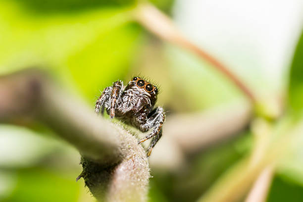 istock Portrait of a jumping spider 496476869