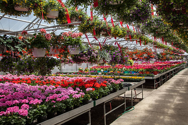 istock Bright Colors - nursery with hundreds of spring flowers 496477171