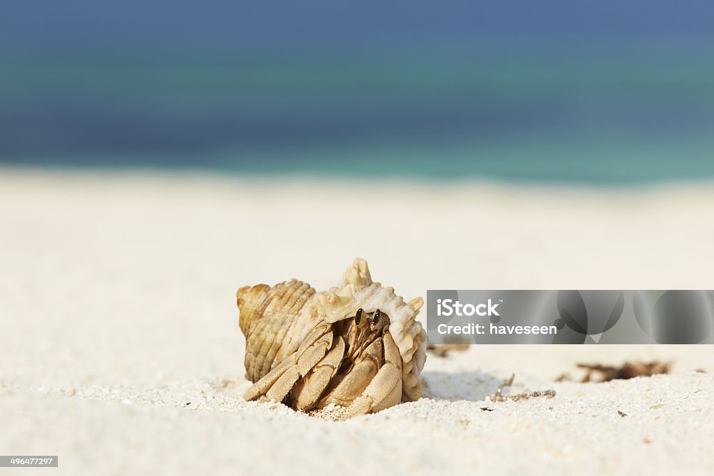 Einsiedlerkrebs am Strand - Lizenzfrei Einsiedler Stock-Foto