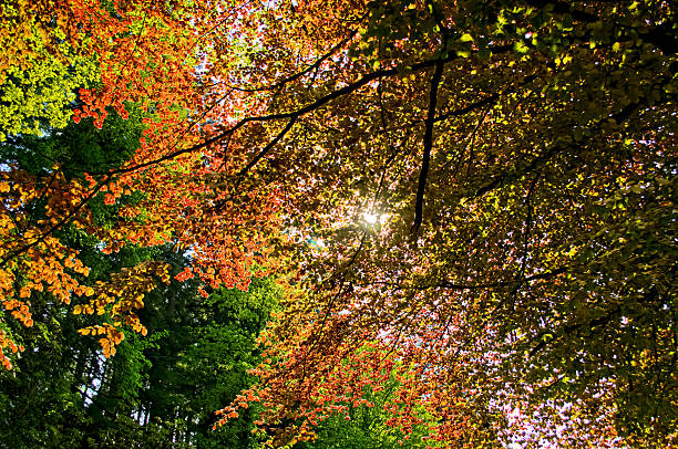 Colorful leaves of trees stock photo