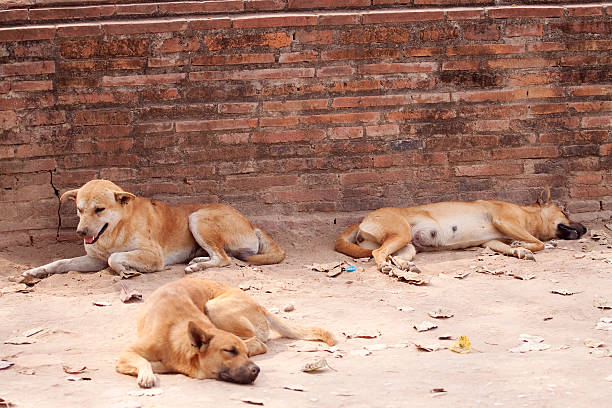 istock Street Dogs 496477661