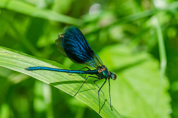 istock Macro picture of insect dragonfly 496477899
