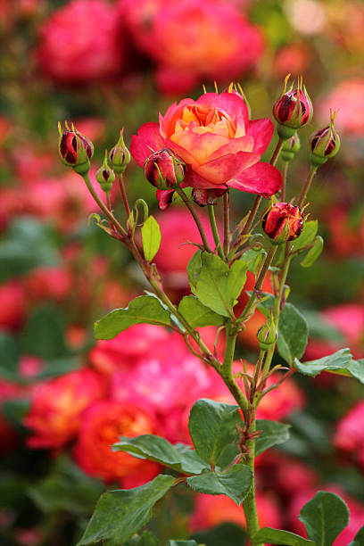 istock Rosa Baby Romantica - Rose 496478049