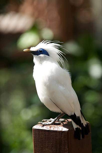 istock Bali myna bird perched on handrail post 496478185
