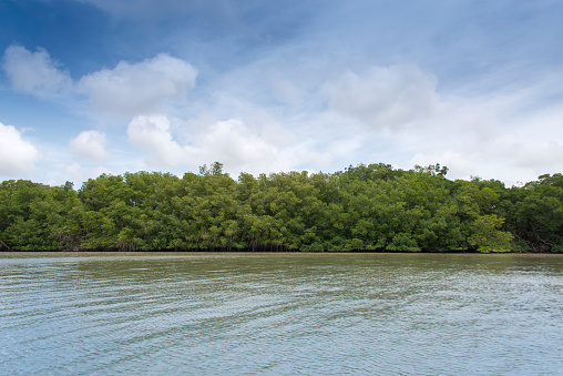 Green jungle along the riverbanks of the Surinam river near Paramaribo.