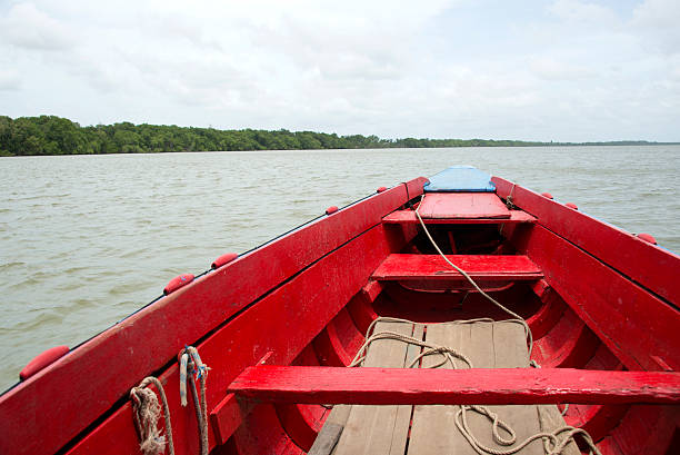 dense jungle of sundari trees, Heritiera fomes, (gives the Sundarbans region its name) partly submerged in brackish salty water. At Sundarbans biosphere reserve, the largest mangrove forest in world. Sundari tree consists almost 70% of total halophytic mangrove forest that expands from Bangladesh to India.