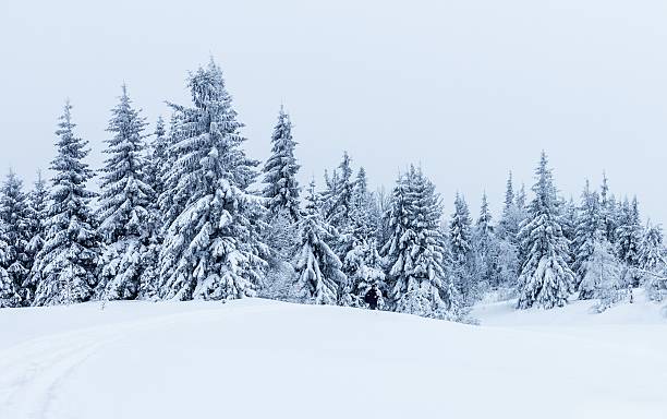 istock Spruce Tree Forest Covered by Snow in Winter Landscape 496481956
