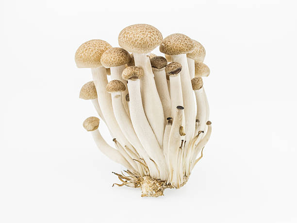 istock shimeji mushroom, brown beech mushroom isolated on white 496482294