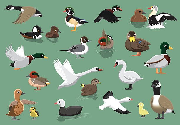 US Ducks Cartoon Vector Illustration Animal Cartoon EPS10 File Format duck bird illustrations stock illustrations