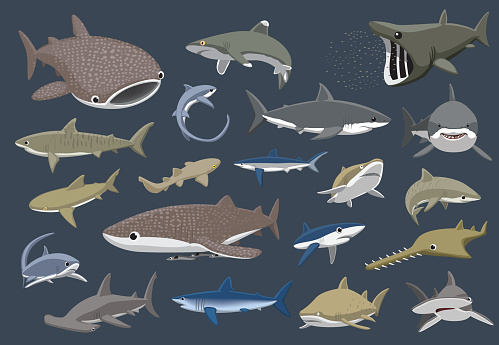 Various Sharks Set Cartoon Vector Illustration