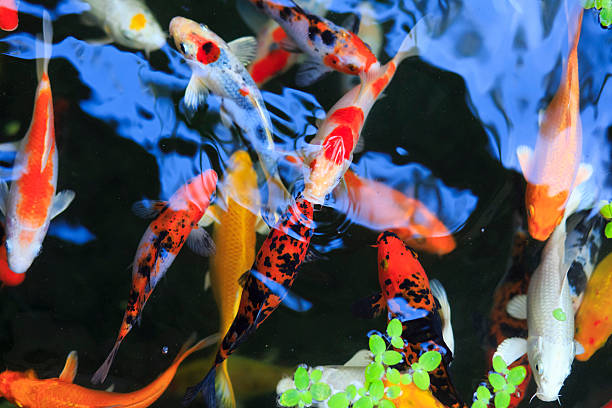 istock Gold fish in aquarium. Thailand Koh Samui 496483696