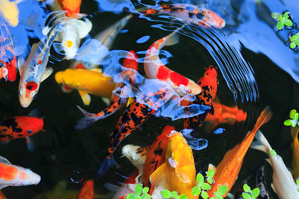 istock Gold fish in aquarium. Thailand Koh Samui 496483764
