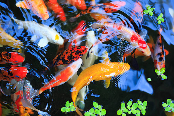 istock Gold fish in aquarium. Thailand Koh Samui 496483842