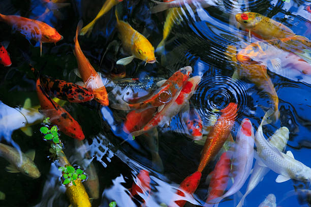 istock Gold fish in aquarium. Thailand Koh Samui 496483876
