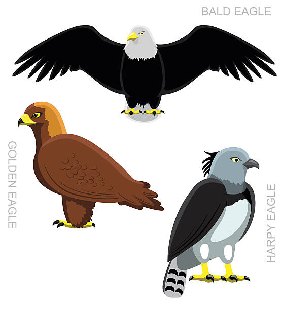 Bird Eagle Set Cartoon Vector Illustration Stock Illustration - Download  Image Now - Cartoon, Golden Eagle, 2015 - iStock