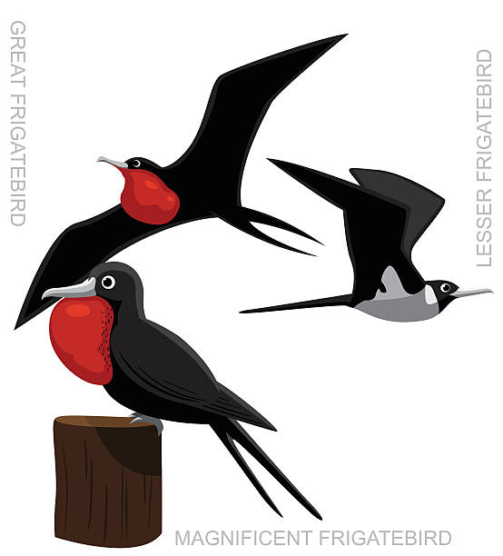 Bird Frigatebird Set Cartoon Vector Illustration Animal Cartoon EPS10 File Format fregata minor stock illustrations