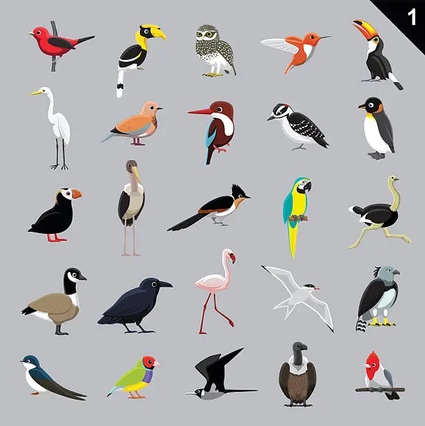 Vector illustration of Various Birds Cartoon Vector Illustration 1