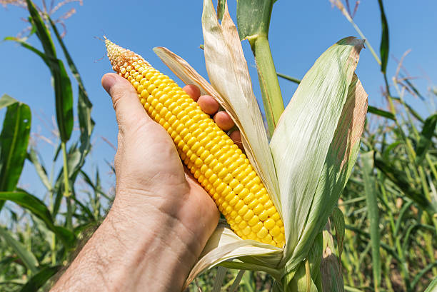 golden maize in hand on field