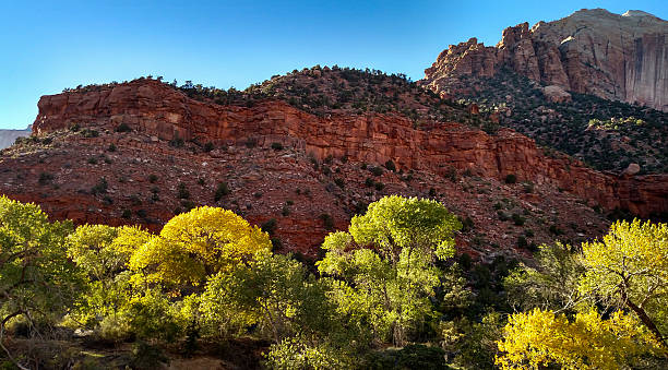 istock Yellow cottonwoods shadow red rock cliffs Zion National Park Utah 496485918