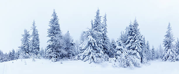 istock Spruce Tree Forest Covered by Snow in Winter Landscape 496486162